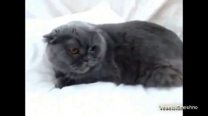 Злые кошки и коты! Как злятся кошки! Видео злых кошек и котов!