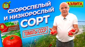 НИЗКОРОСЛЫЕ ТОМАТЫ. Сорт для открытого грунта!