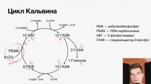 2.53. Реакции темновой фазы фотосинтеза | Цитология к ЕГЭ | Георгий Мишуровский