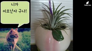 꽃을 피운 이오난사 ! /Tillandsia forma Ionantha │공기정화식물🌱