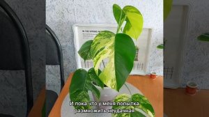 #МОНСТЕРА с жёлтой вариегатностью?Попытка размножить?Yellow splash? #цветы #растения #shorts