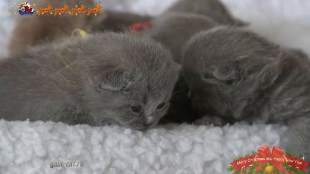 Британские котята в возрасте 12 дней (Litter- V2) смотреть онлайн