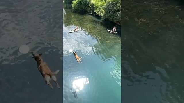 Bridge Jumping Dog!