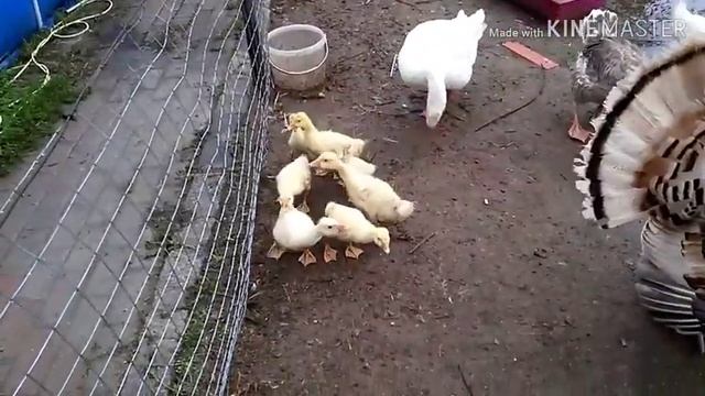 Гуси и гусята.? смотреть онлайн
