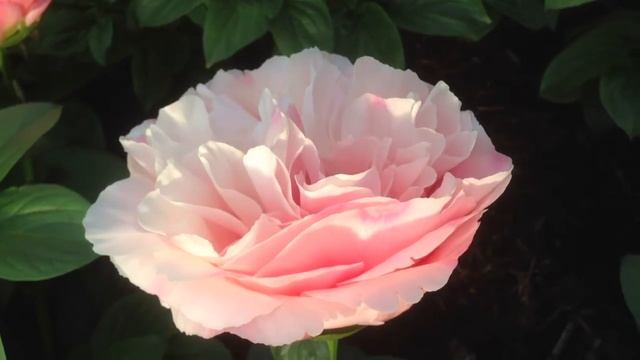 Peony Salmon Dream - www.peonyshop.com смотреть онлайн