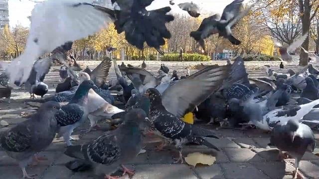 Запорожье сегодня.  Пока не было электричества.  Запорожье 31.10.2022.