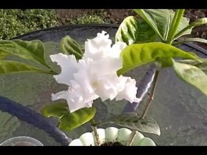 Табернемонтана цветёт. Размножение табернемонтаны черенками в воде