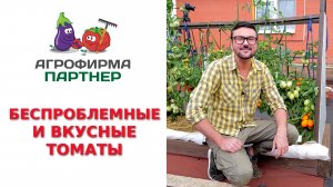 БЕСПРОБЛЕМНЫЕ И ВКУСНЫЕ ТОМАТЫ