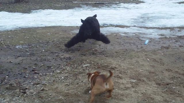 Staffi и Русский чёрный терьер смотреть онлайн