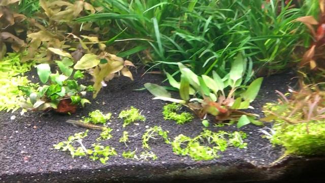 Апгрейд травника. Людвигия Куба. смотреть онлайн