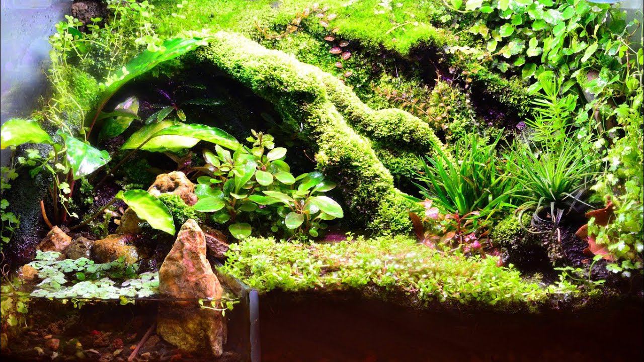 Terrarium 4k cinematic