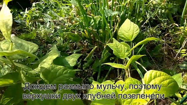 Выращиваем картошку из кожуры. смотреть онлайн