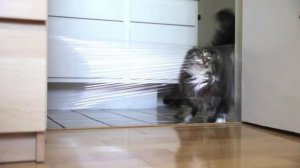 Кот ЗВЕРЬ рвет обои и мебель, что делать? Лучшие решения. Воспитываем кота правильно.