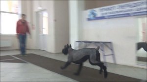 Ризеншнауцер Шерри. Занятие по дрессировке (ОКД): команда Место. Тольятти, 22 октября 2017.