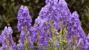 Борец растение: описание, свойства, сфера применения