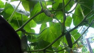 Как выращивать огурцы в бочке.