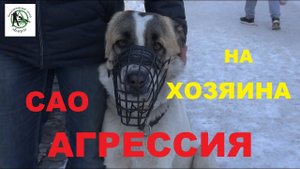 Кинологический центр Барс. Агрессия САО на хозяина. Дрессировка собак в Новосибирске