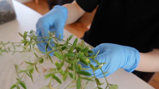 Relaxing Propagation Plant Chores смотреть онлайн