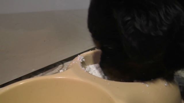 Чем кормить щенков Ротвейлера смотреть онлайн