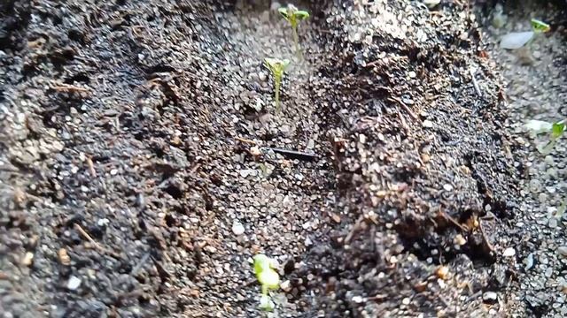 Результат всходов опера суприм смотреть онлайн