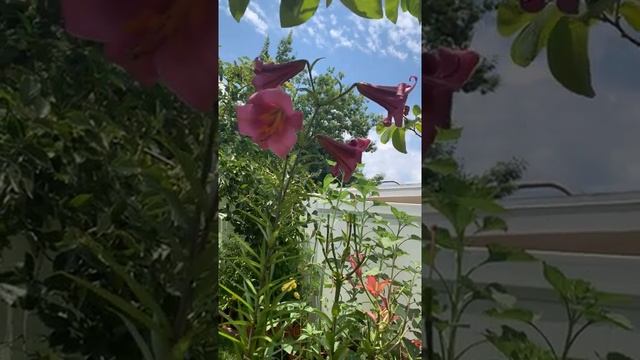 #shorts | Beautiful Montego Bay Lily Flowers with Clear Sky Backdrop