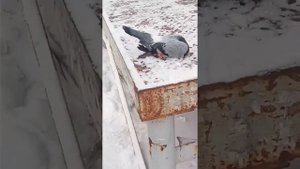 Голубь спит смотреть всем