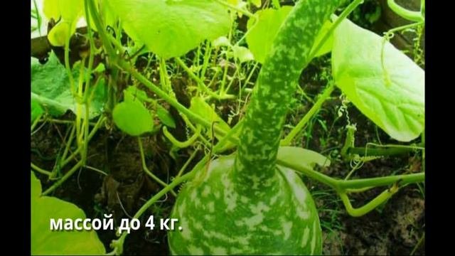 Экзотические овощи на Вашей даче