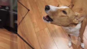 Best Basenji Yodel Ever Part 2