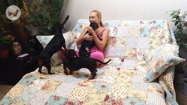 ? ? ? ^ ЧТО ЛУЧШЕ ОДНОЙ ТАКСЫ? ТОЛЬКО ТРИ ТАКСЫ! смотреть онлайн