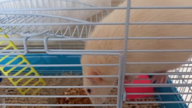 У крыс юбилей. Год жизни с нами. смотреть онлайн