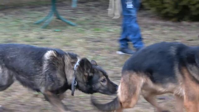 Красивая пара. Немецкие овчарки Зет и Луна. Скоро щенки. смотреть онлайн