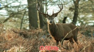 Животные леса   #2