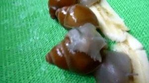 УЛИТКА Мегалобулимус / питомник Мари Мистик / Марина Белкина