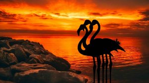 Розовый фламинго или обыкновенный фламинго (лат. Phoenicopterus roseus)