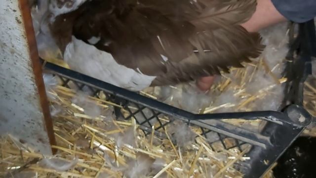 Забрал всех утят у уток и отдал свинье!! смотреть онлайн