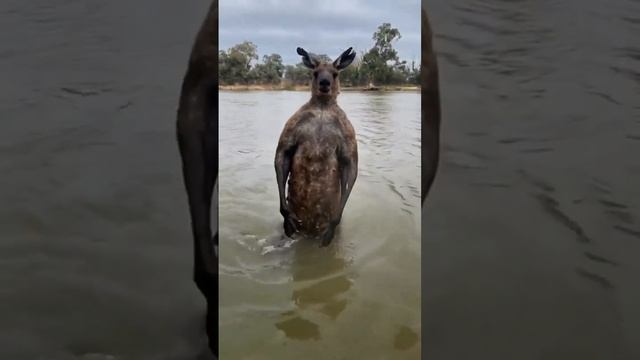 Обычный день в Австралии. Кенгуру-качок пытался утопить собаку и избил её хозяина. смотреть онлайн