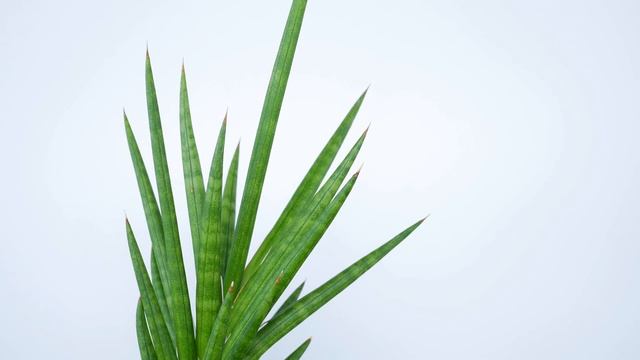 Sansevieria francisii (Snake Plant) смотреть онлайн