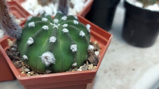 echinopsis subdenudata