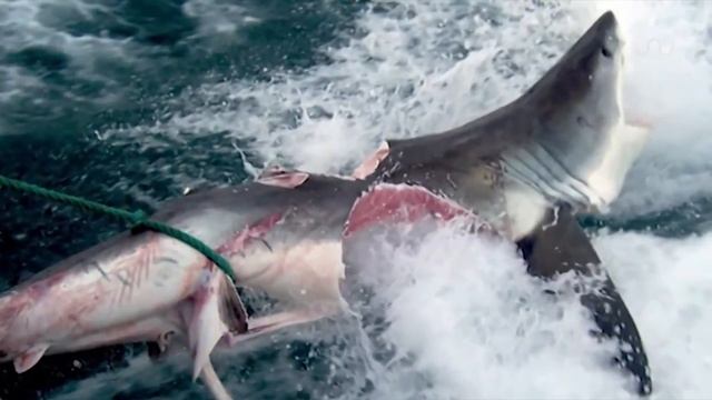 Укус огромной акулы смотреть онлайн