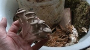 ВЫРАЩИВАНИЕ ВЕШЕНКИ В КВАРТИРЕ. Часть -2