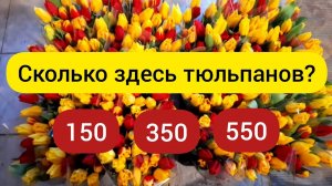 ⚫Выгонка тюльпанов 2022 Итоговое видео ? | Выжить любой ценой ?