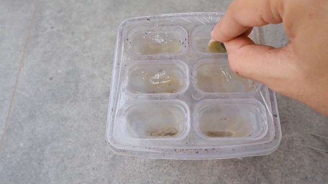 CARA MEMPERBANYAK SUKULEN DARI DAUN II Succulent propagation смотреть онлайн