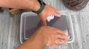 Как вырастить пальму Бисмаркию из семян