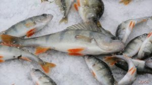 Как ловить окуня по первому льду . Где ловить, на что ловить .