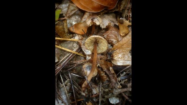 Inocybe petiginosa смотреть онлайн
