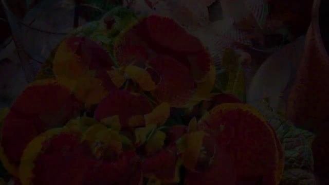 Calceolaria   Кальцеолярия