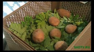 Картофель / Хранение картофеля в листьях рябины