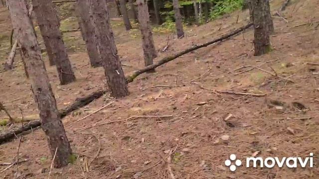 How we changed our lives. Canada. Полянка грибов ежовиков!