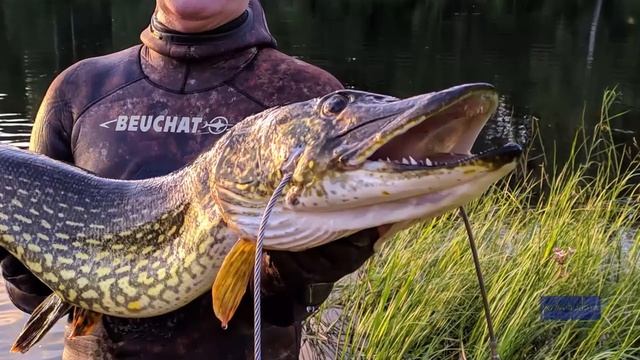 Как Поймать Щуку? История одного трофея. смотреть онлайн