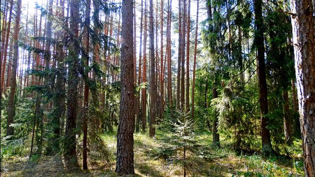 Эти звуки леса можно слушать вечно. Пение птиц в лесу помогут расслабится и восстановить силы